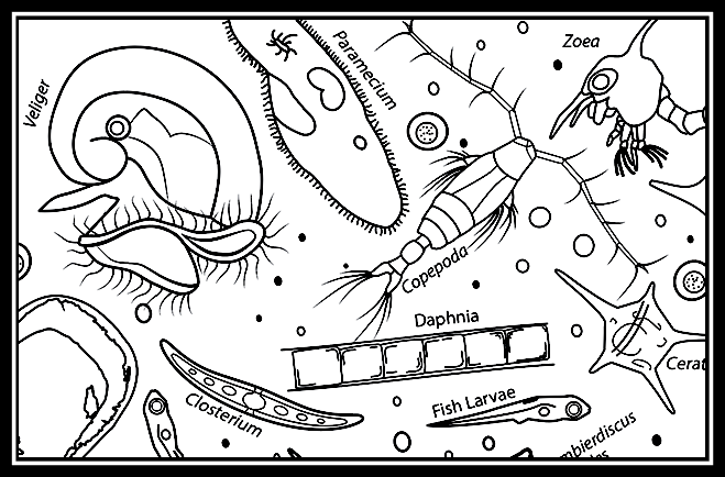 Zooplankton