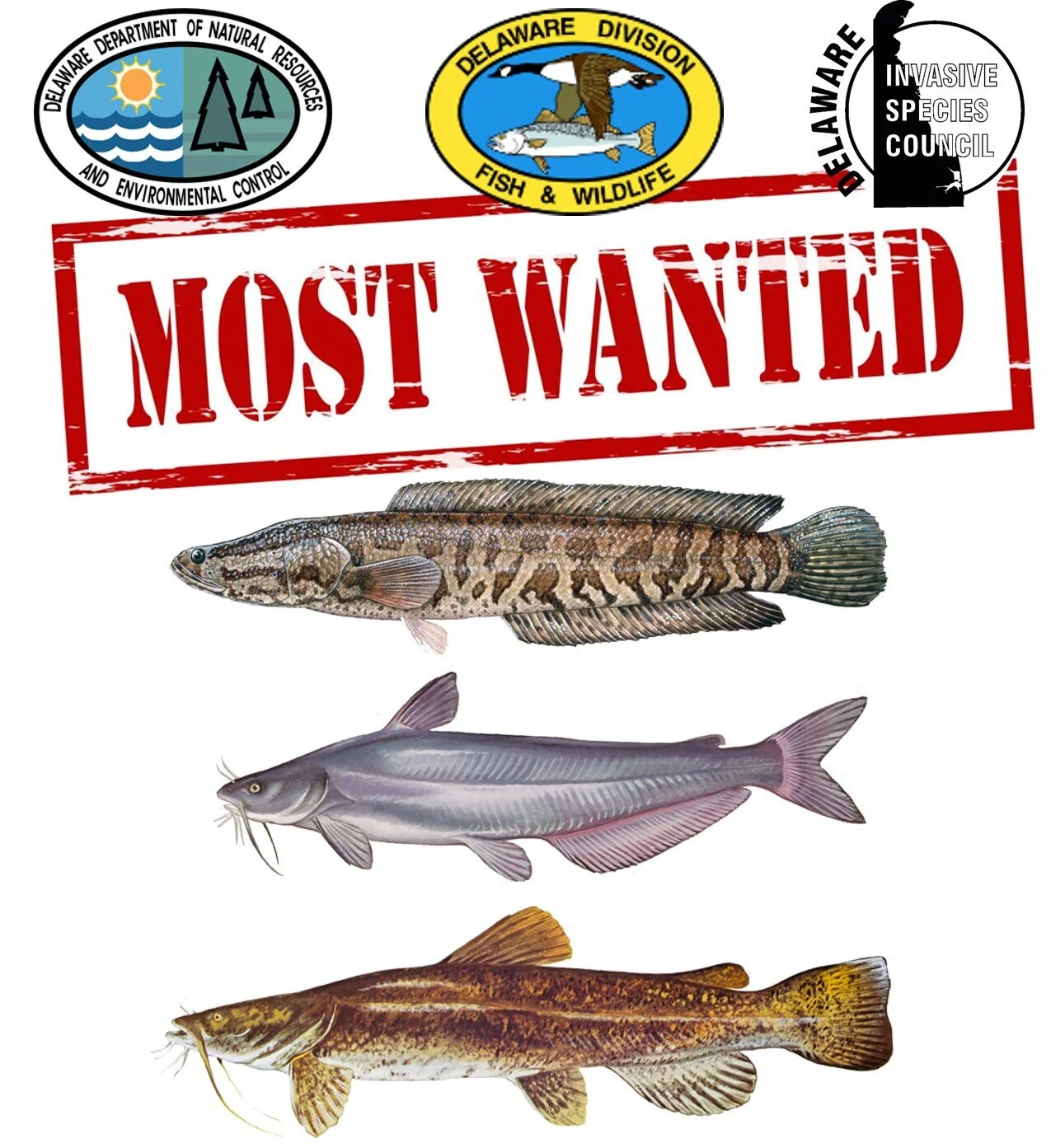 Invasive Species — Delaware Sea Grant