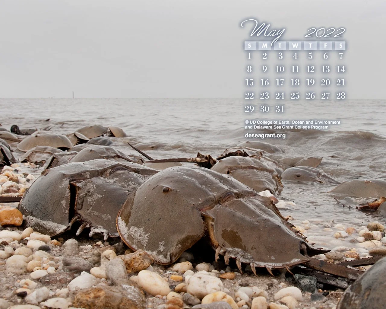 May 2022 — Horseshoe Crab Blood and Medicine