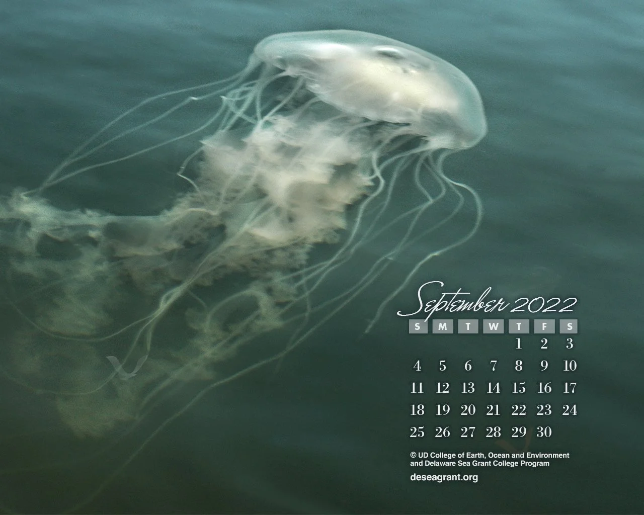 September 2022 — Jellyfish