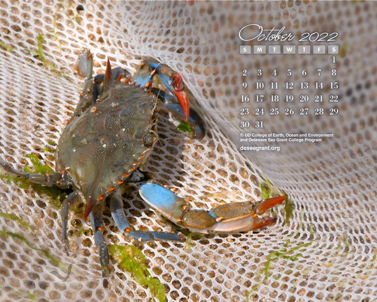 October 2022 — Bycatch