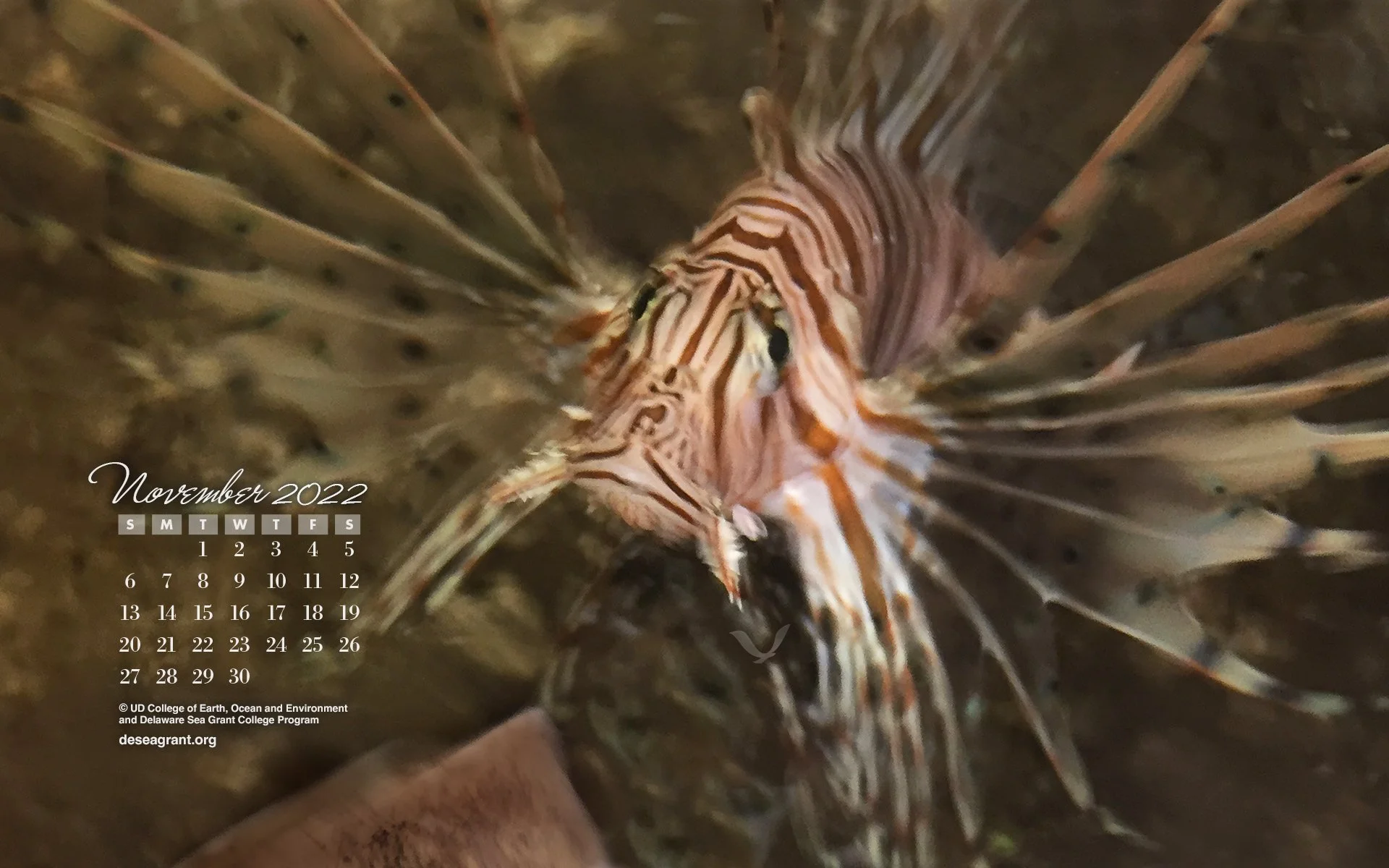 November 2022 — Invasive Species