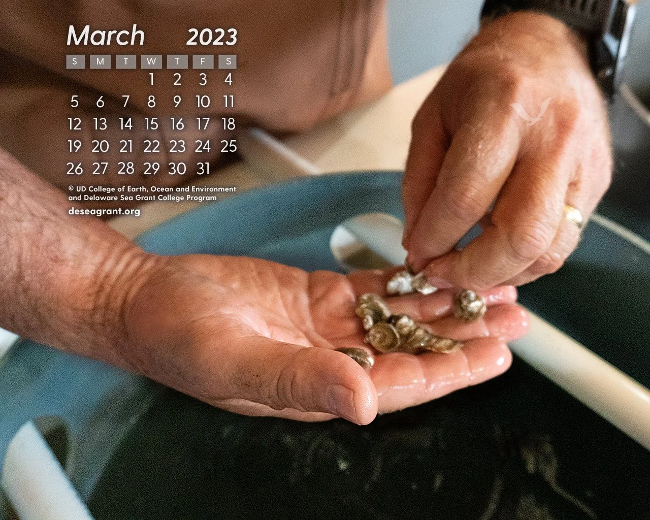 March 2023 — Oyster Hatchery