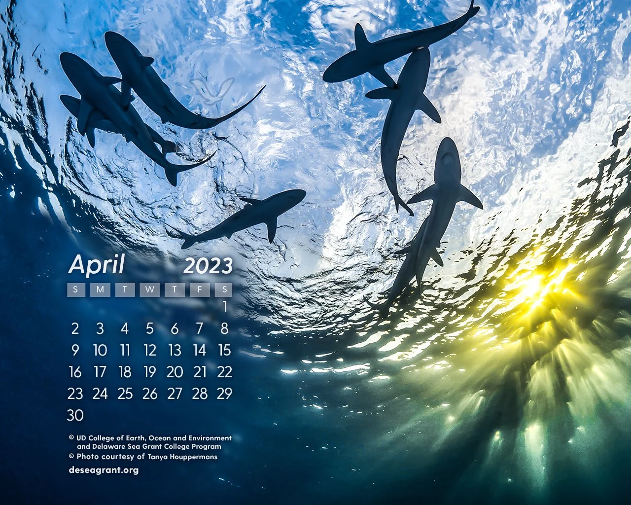 April 2023 — Sand Tiger Sharks