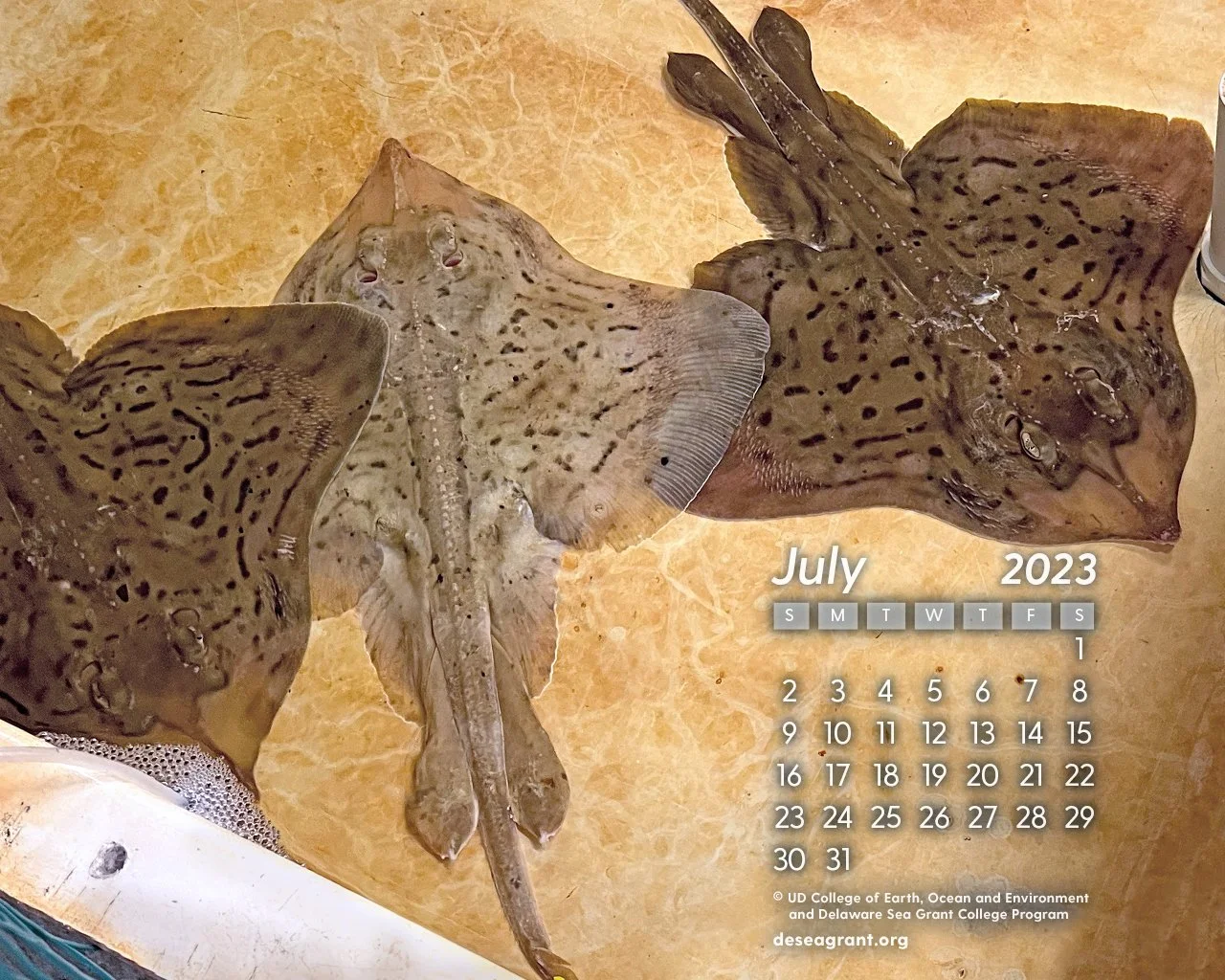  July 2023 — Clearnose Skates