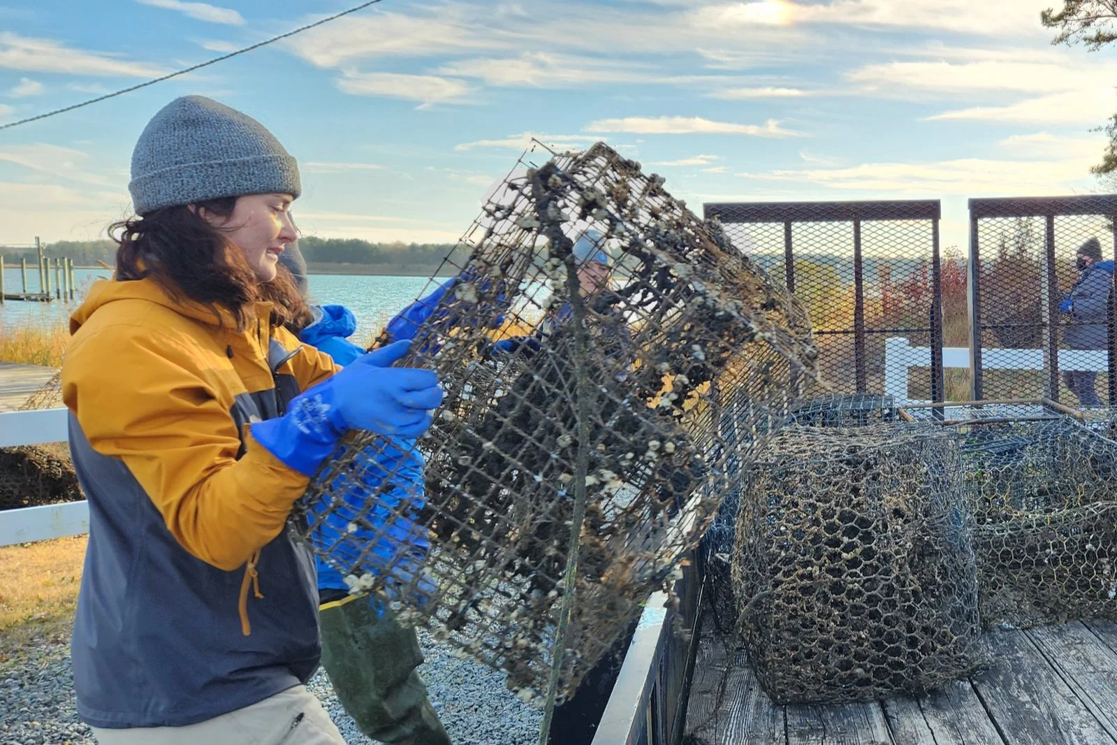 Rehoboth Bay Community, Crabby Day, Crab Pot Trap Check