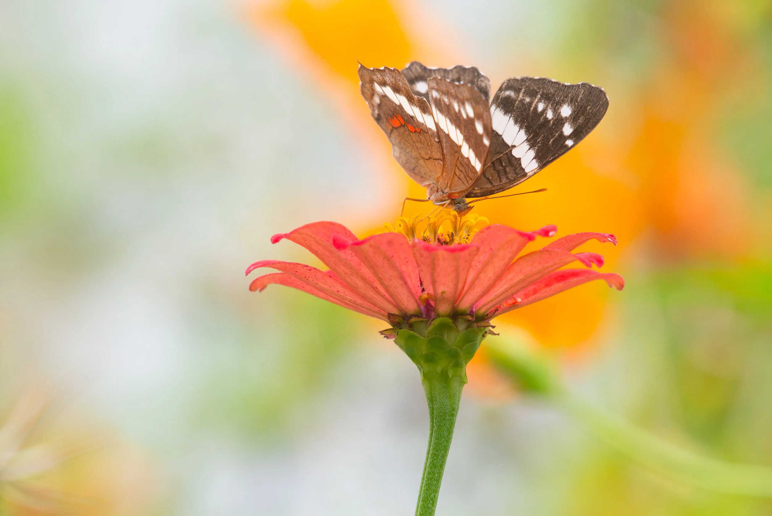 Butterfly, Manuel Antonio Costa Rica