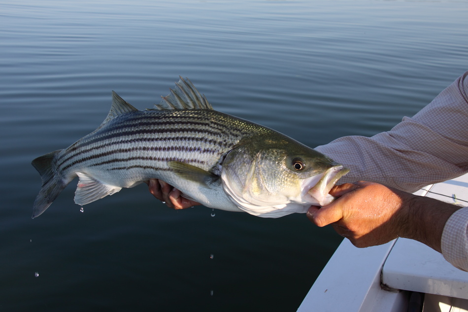 fish.jpg