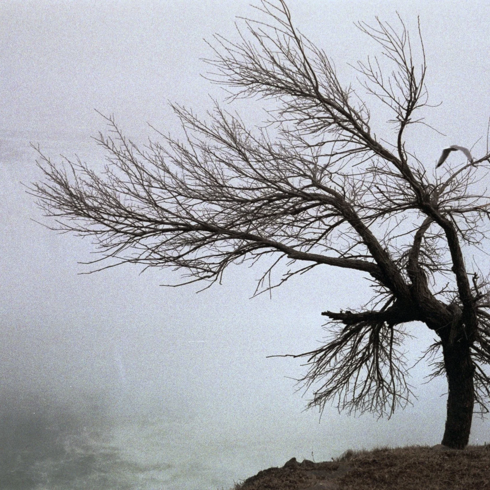 Hiradfar_Maryam_Tree+By+the+Waterfalljpg.jpg