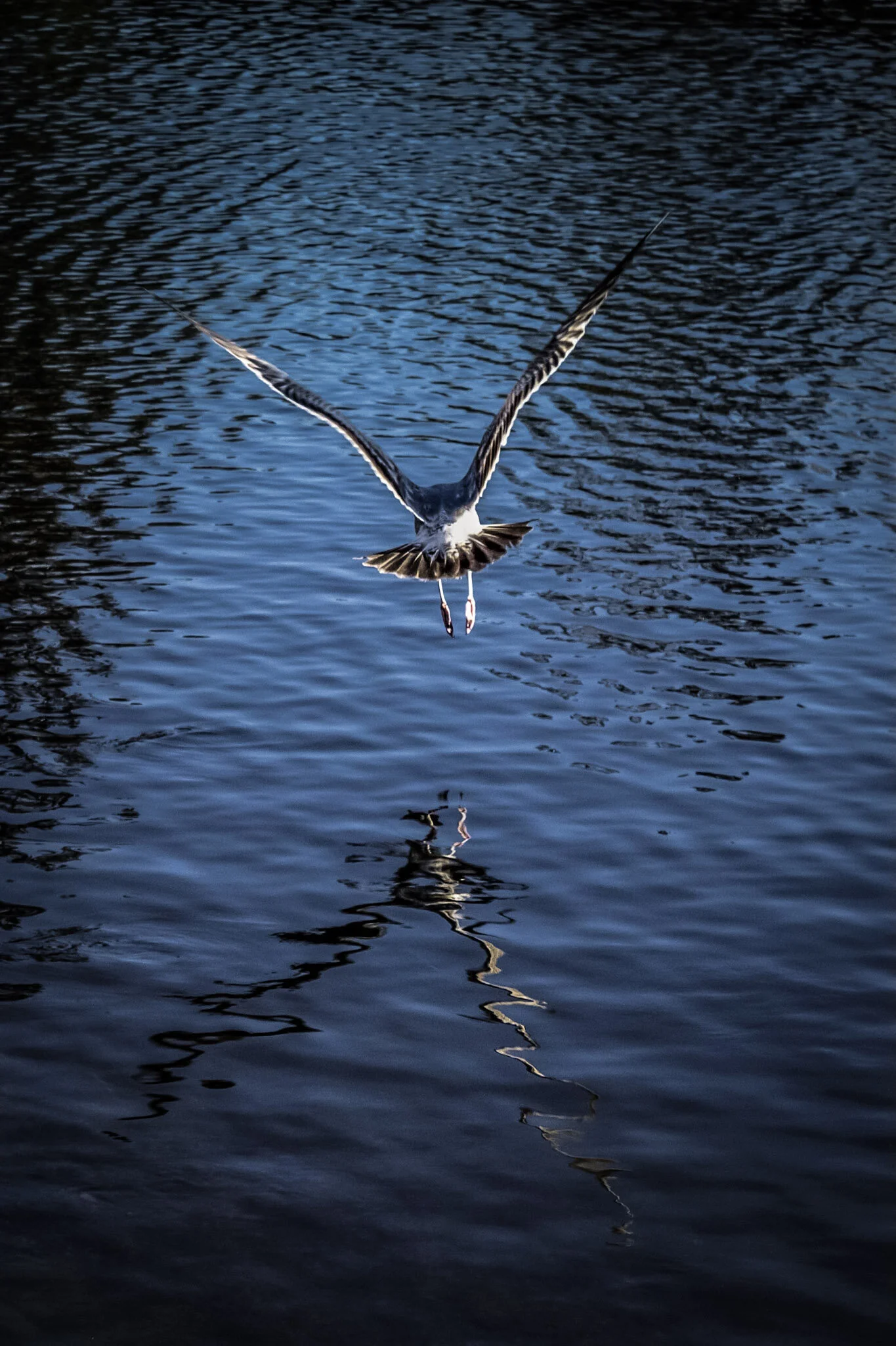 Soaring