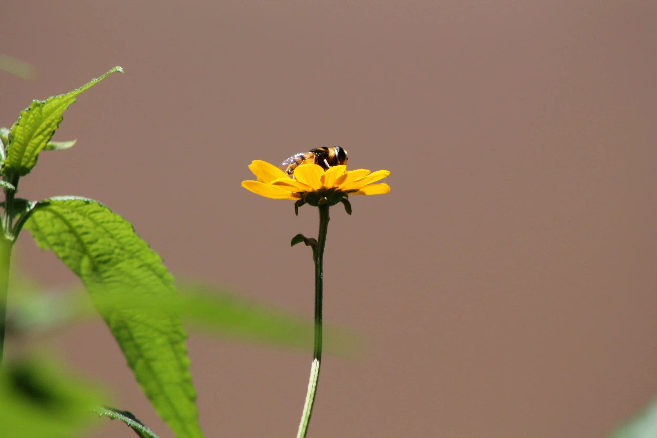 Bee in its Cradle