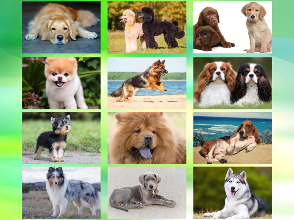 4 Reasons Why You Should Choose Dogs As Your Pet — Role Model Change Makers