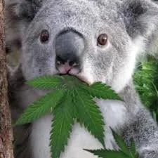 stoned thoughts.jpg
