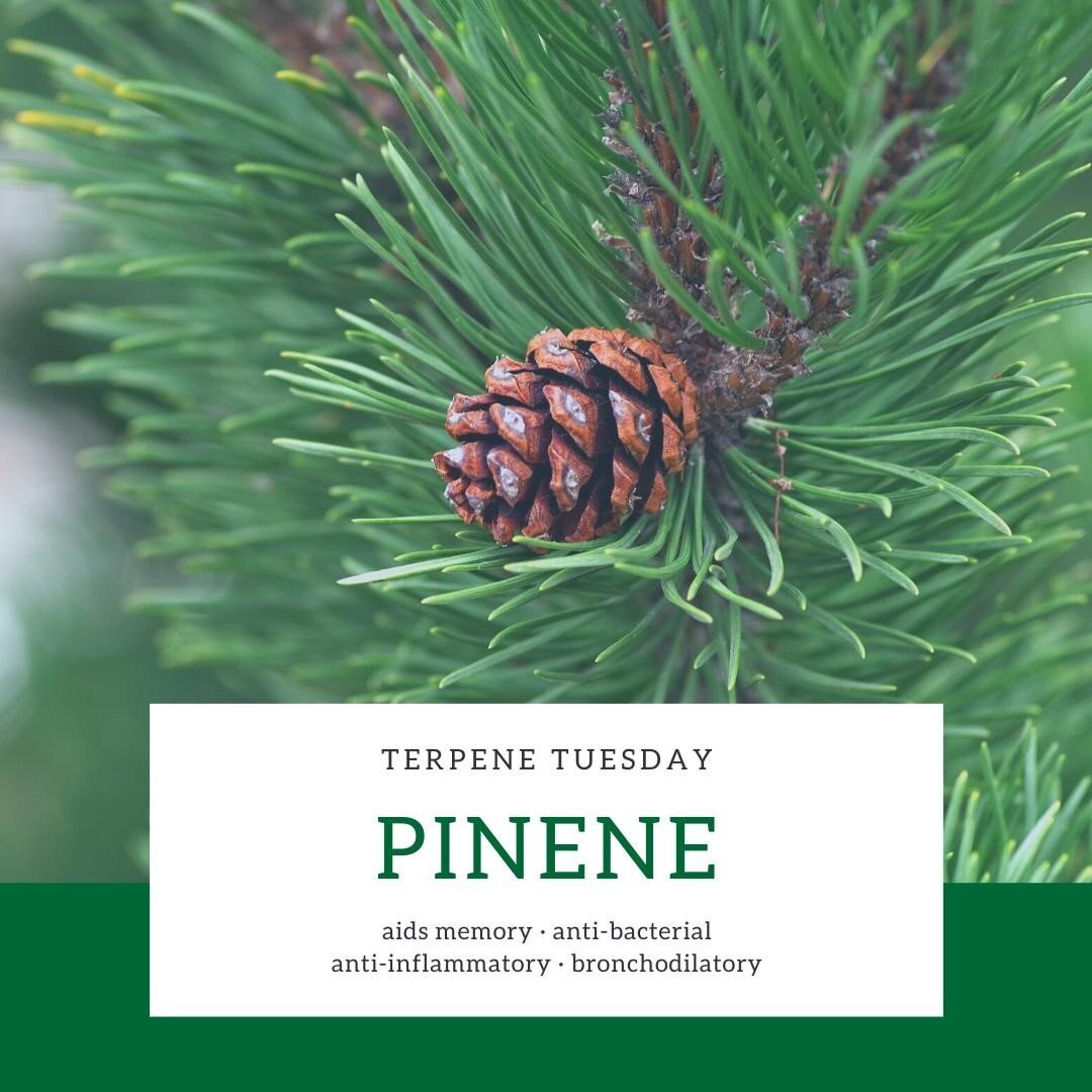 We're profiling #Pinene on this #TerpeneTuesday!
.
The most common naturally occurring terpene, it is a main contributor to the cannabis plant&rsquo;s piney aroma. It is also found in many conifer species and herbs such as sage. 
.
Find out how you c