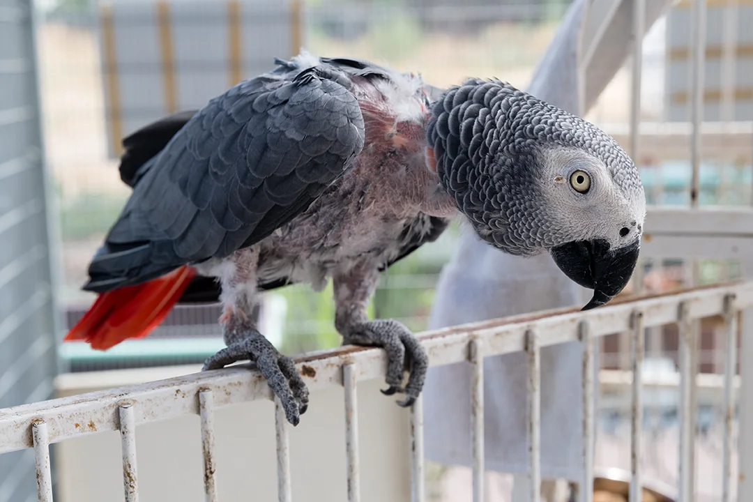 birds_02.jpg