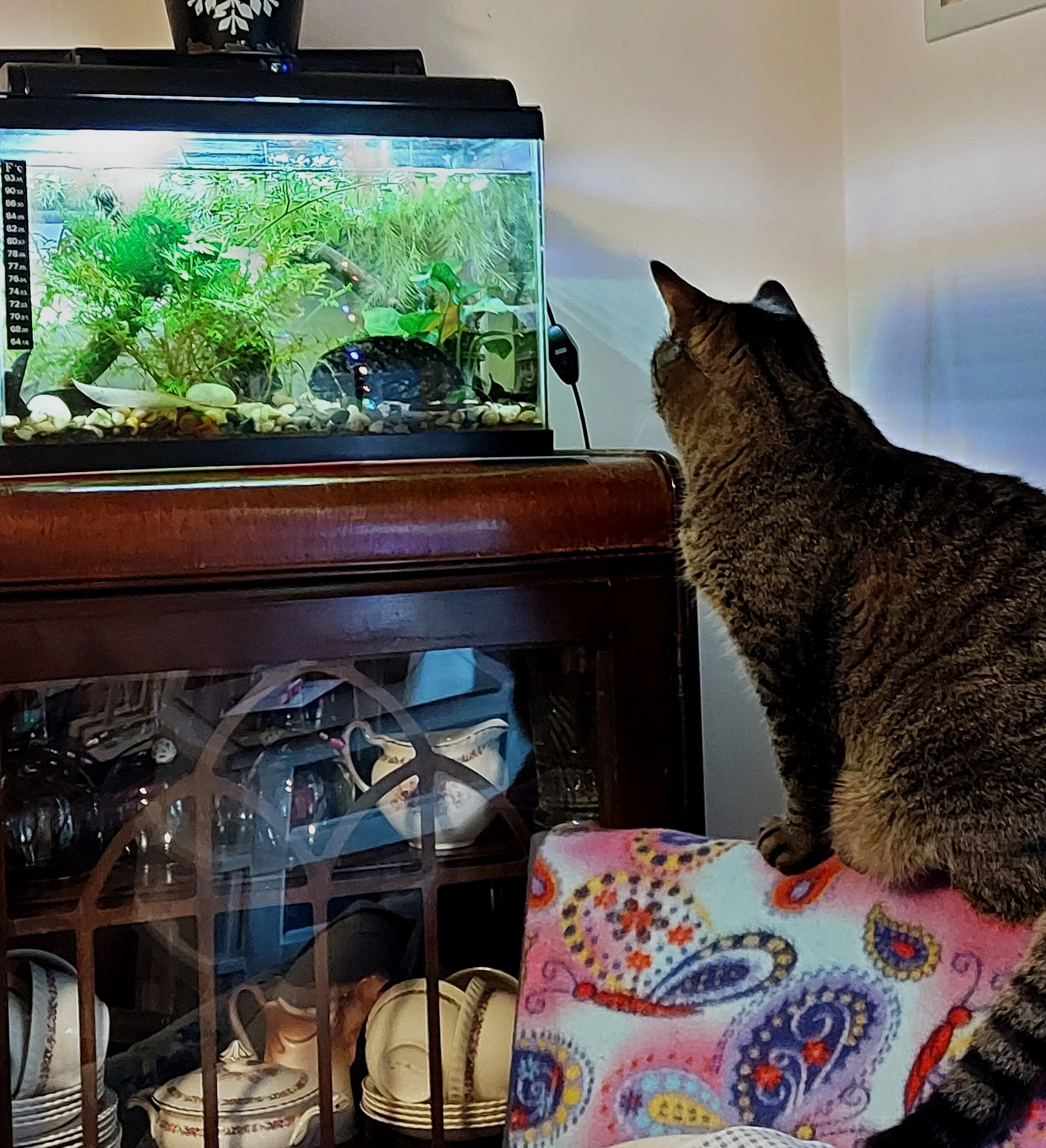 Contact — Durham Region Aquarium Society