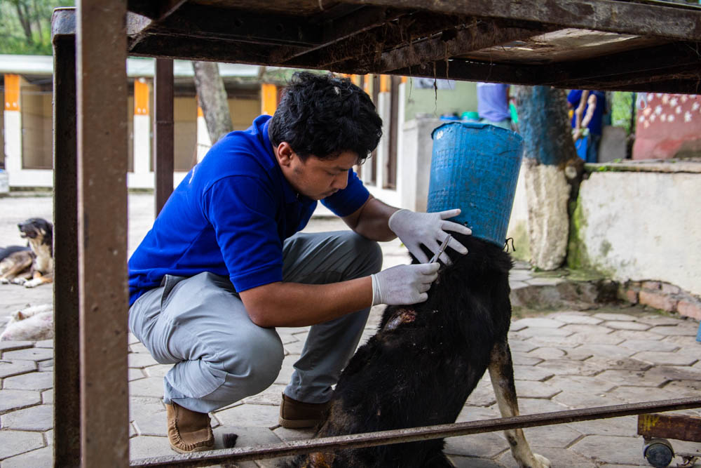 Sunil Thapa trims a dog fur so that he can give him treatment.