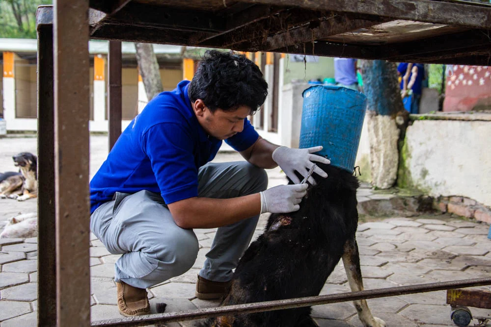 Sunil Thapa trims a dog fur so that he can give him treatment.