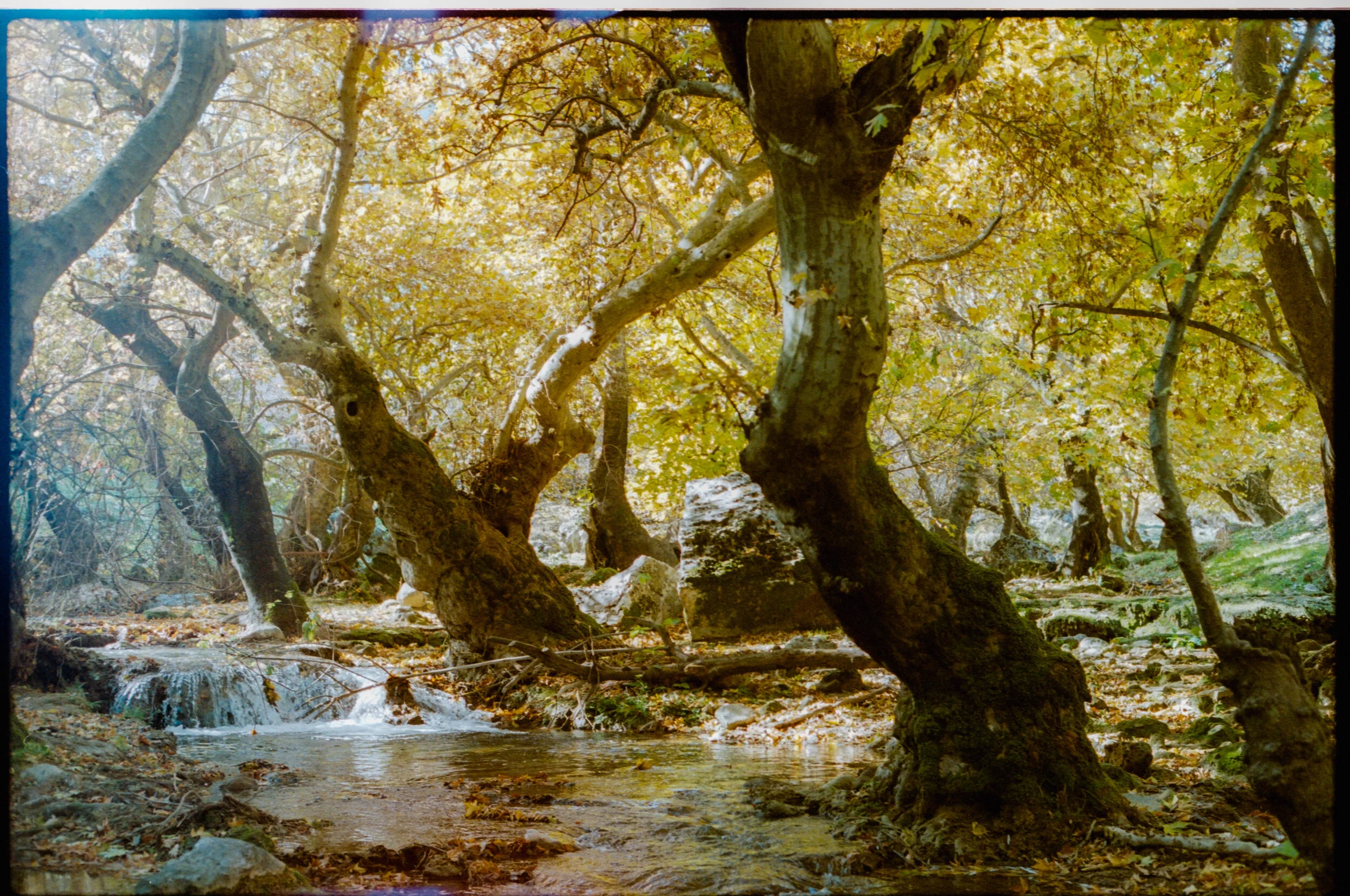  Kylie's senior's pictures. 