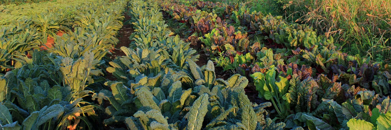 Kumu+Farms.jpg