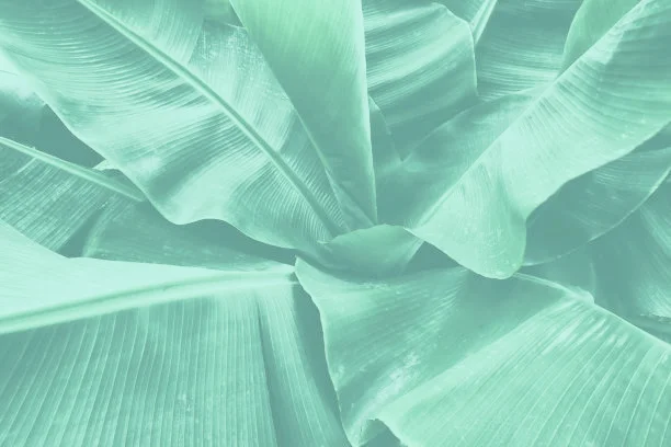  tropical banana leaf background 