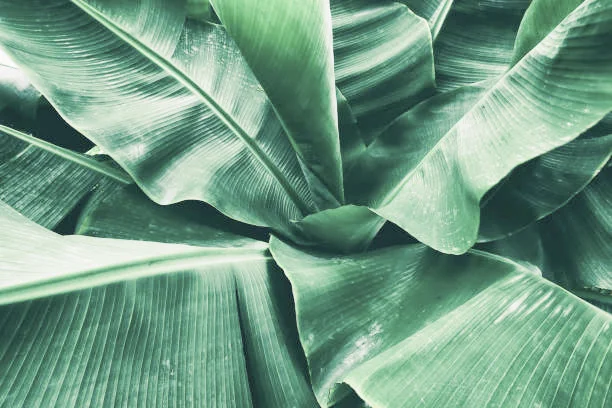  tropical banana leaf background 