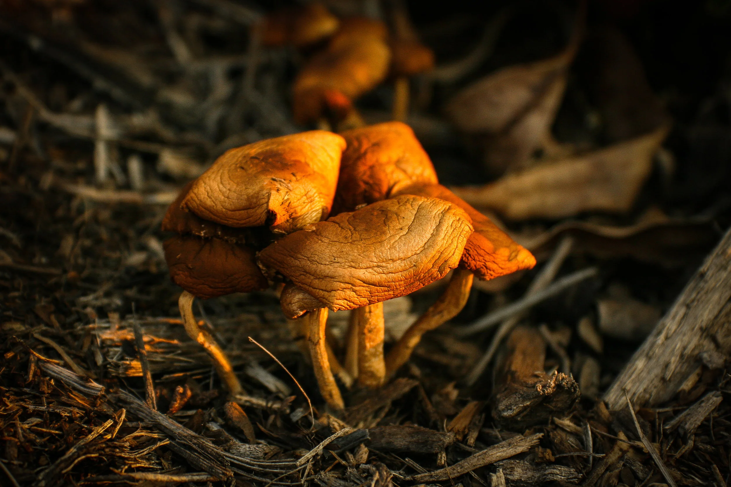 IMG_3384 Wild Mushrooms.jpg