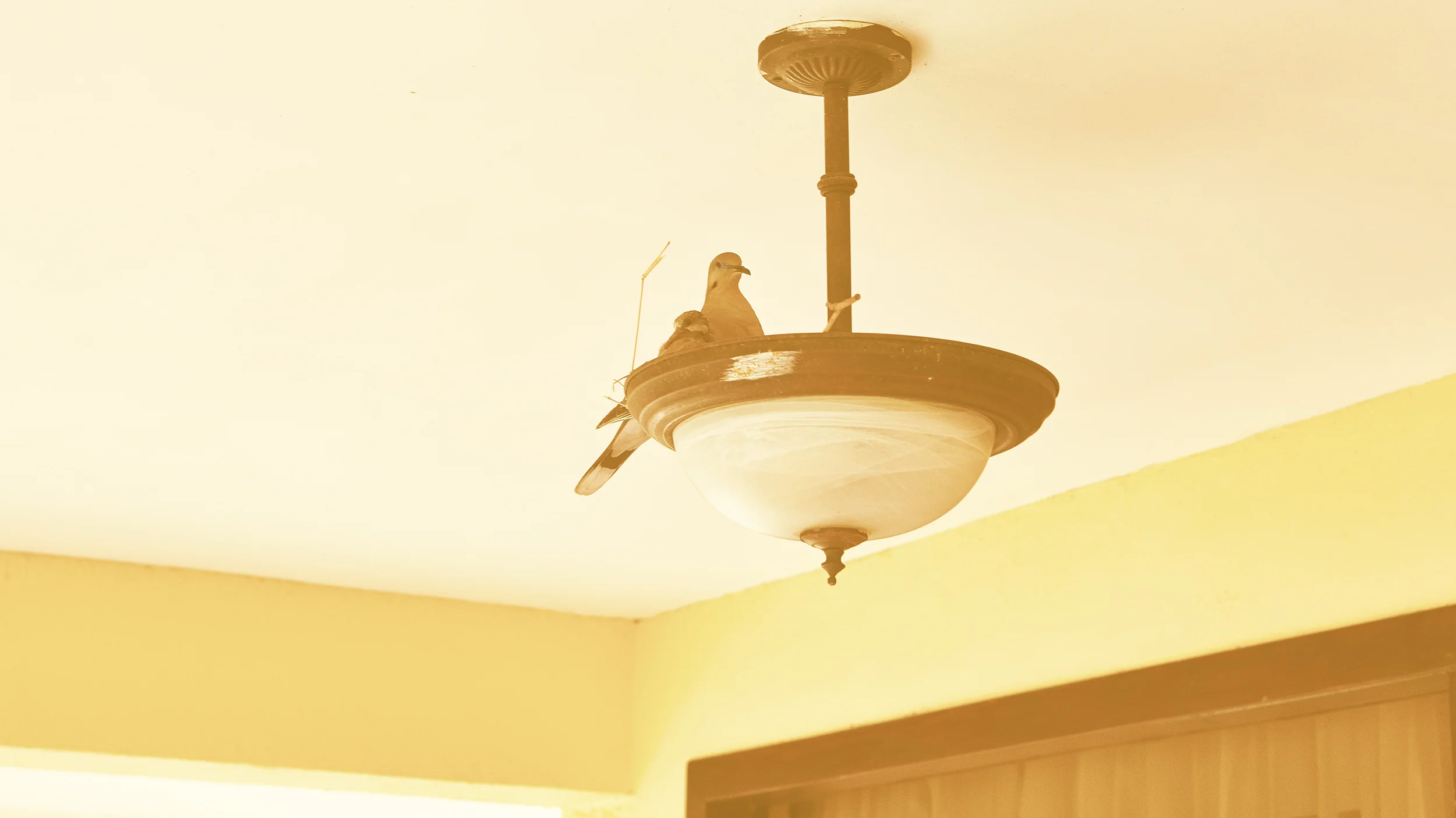 Birds-in-our-Porch-Light,-Costa-Rica.jpg