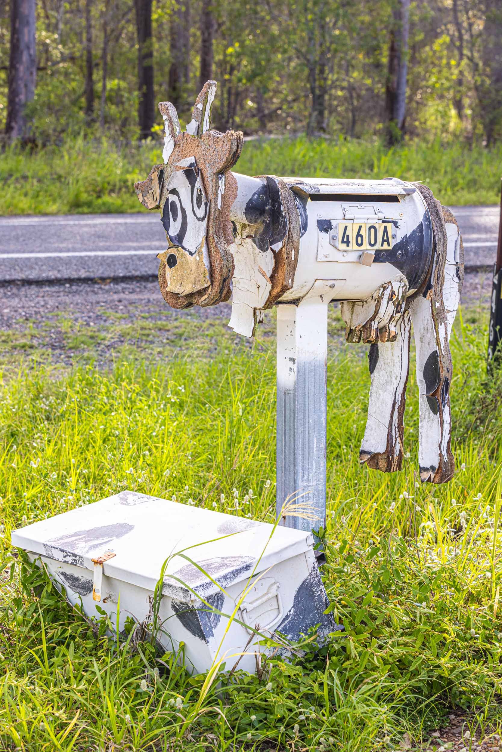 Cow-Seen-Better-Days.-Seasons--Summ01-+-Pop.-CT-warmer--2500PX-FOR-SS-WEB.-431KB.-0869.jpg