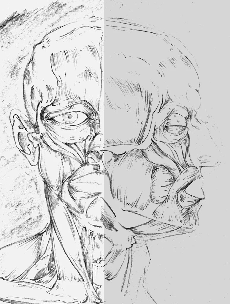 headmuslescopy.jpg