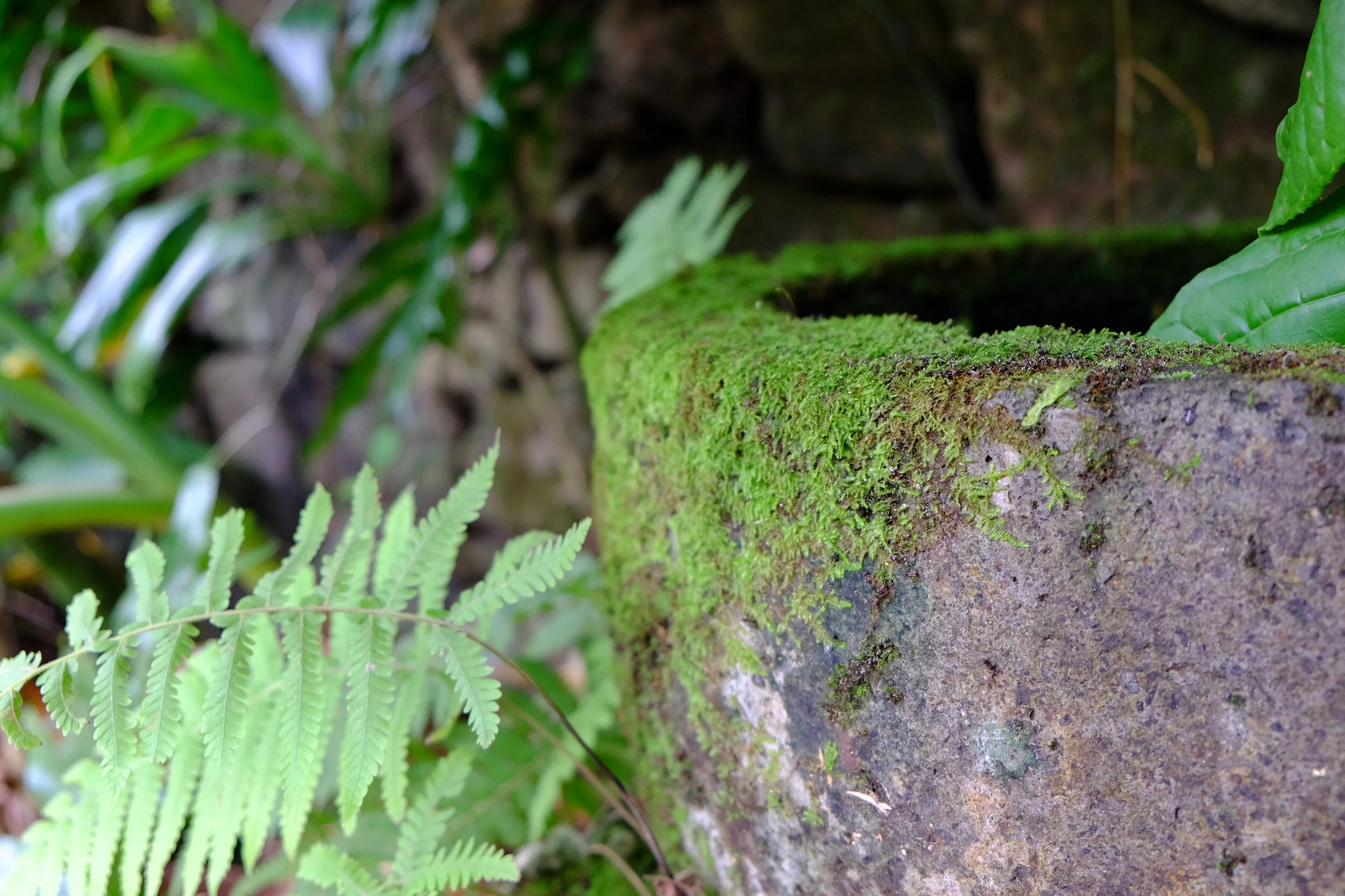 DSCF8991.jpg