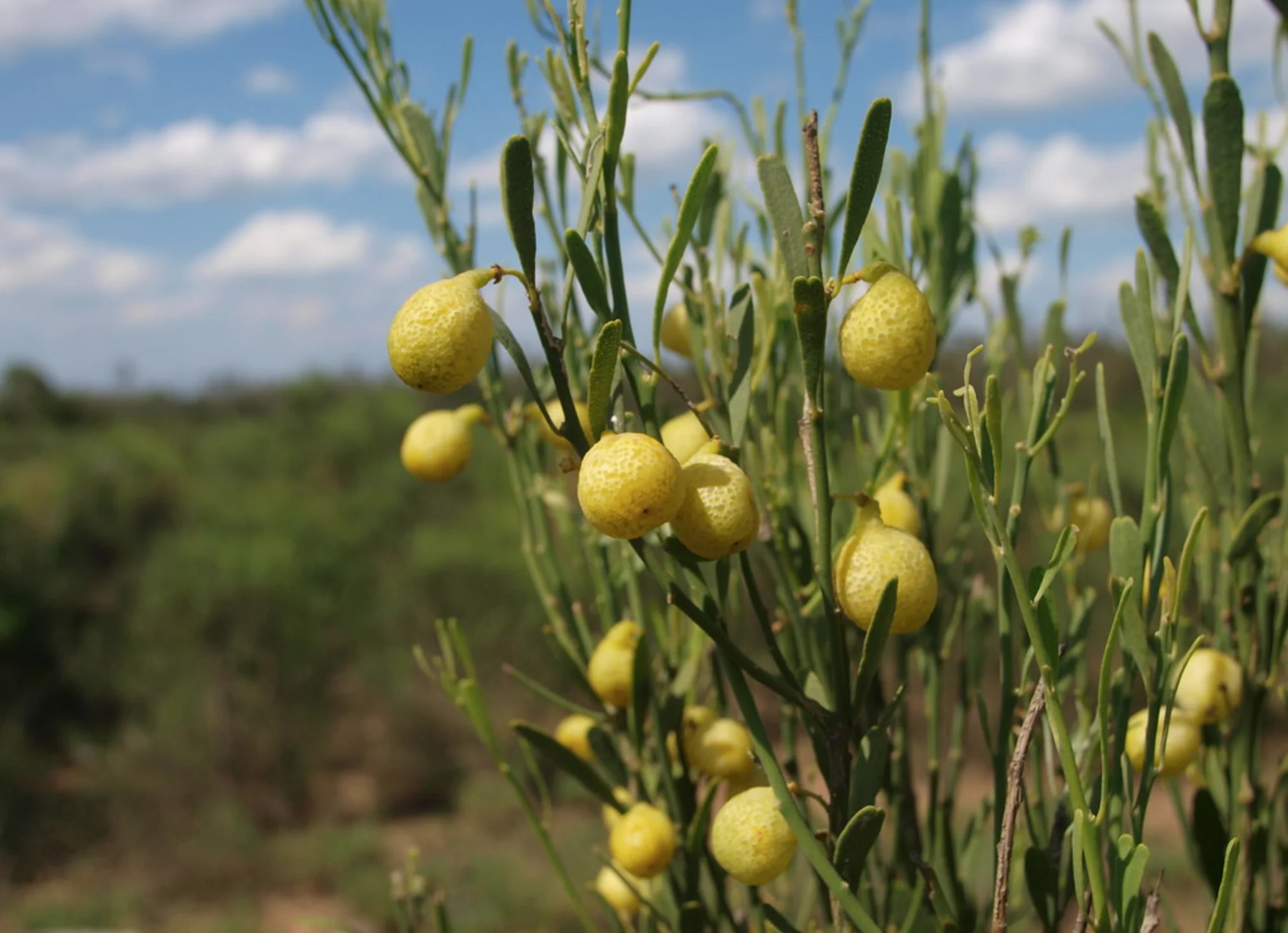 desert lime.jpg