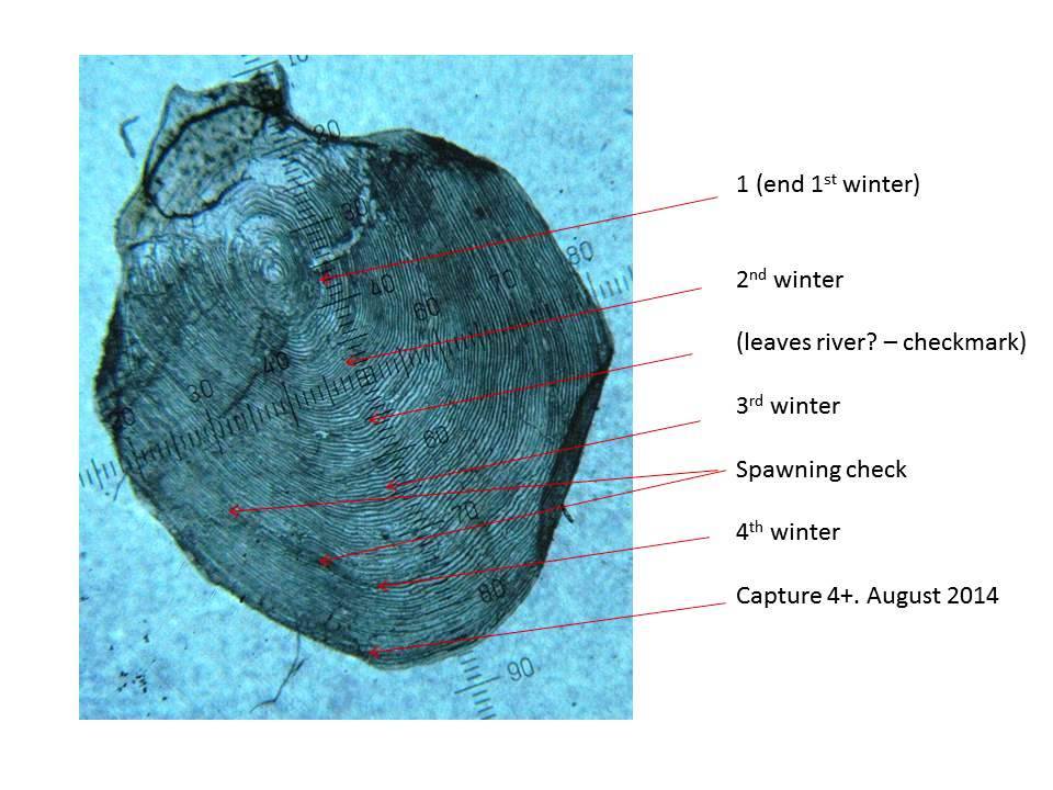 7lb scale sample .jpg