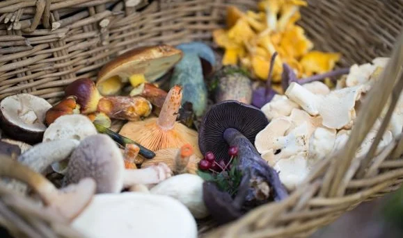 foraged.jpg