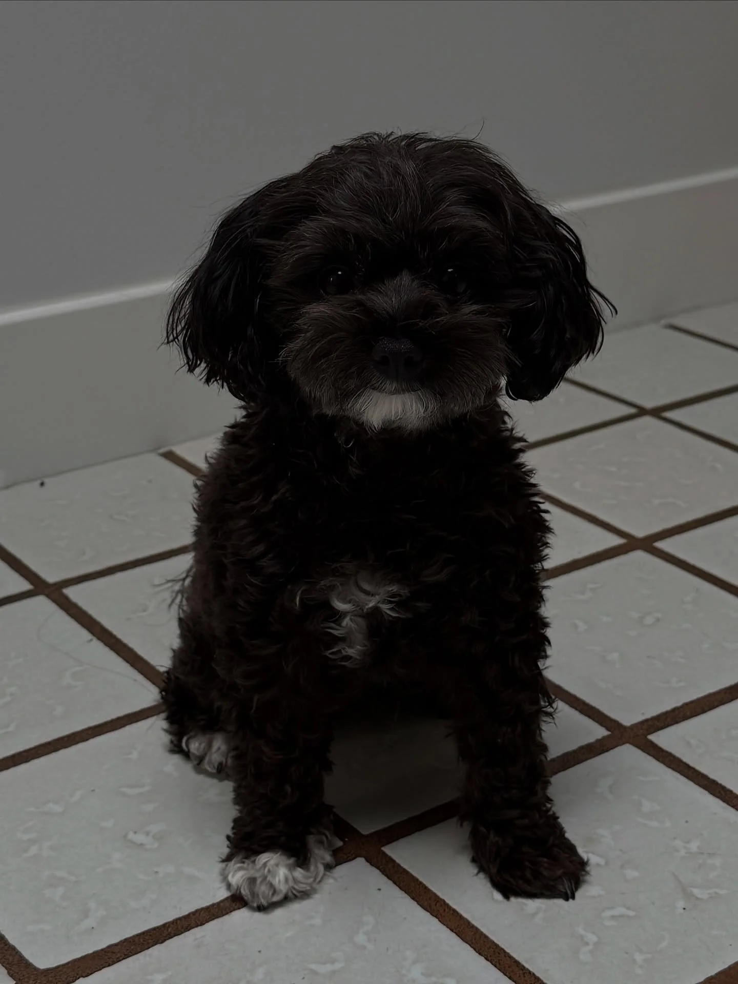 I didn&rsquo;t know when I wrote my debut novel in 2017 that I&rsquo;d one day get my dream dog: the Maltipoo puppy my main character Margot has. And here she is! Manifestation ✨ #themanhattanmishap