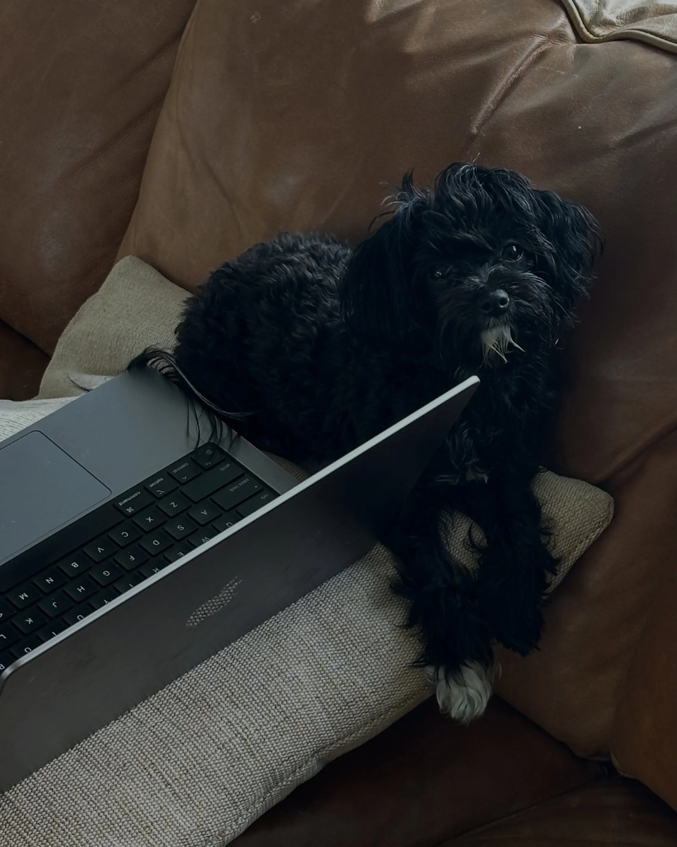 Happy 3rd birthday to my baby Boa 🤎 She has great taste: loves playing with Rhode packaging, napping beside my laptop as I write, shopping with mama, sitting on Dior, promoting my books 😌 #maltipoo