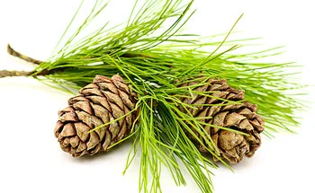 cedarwood.jpg