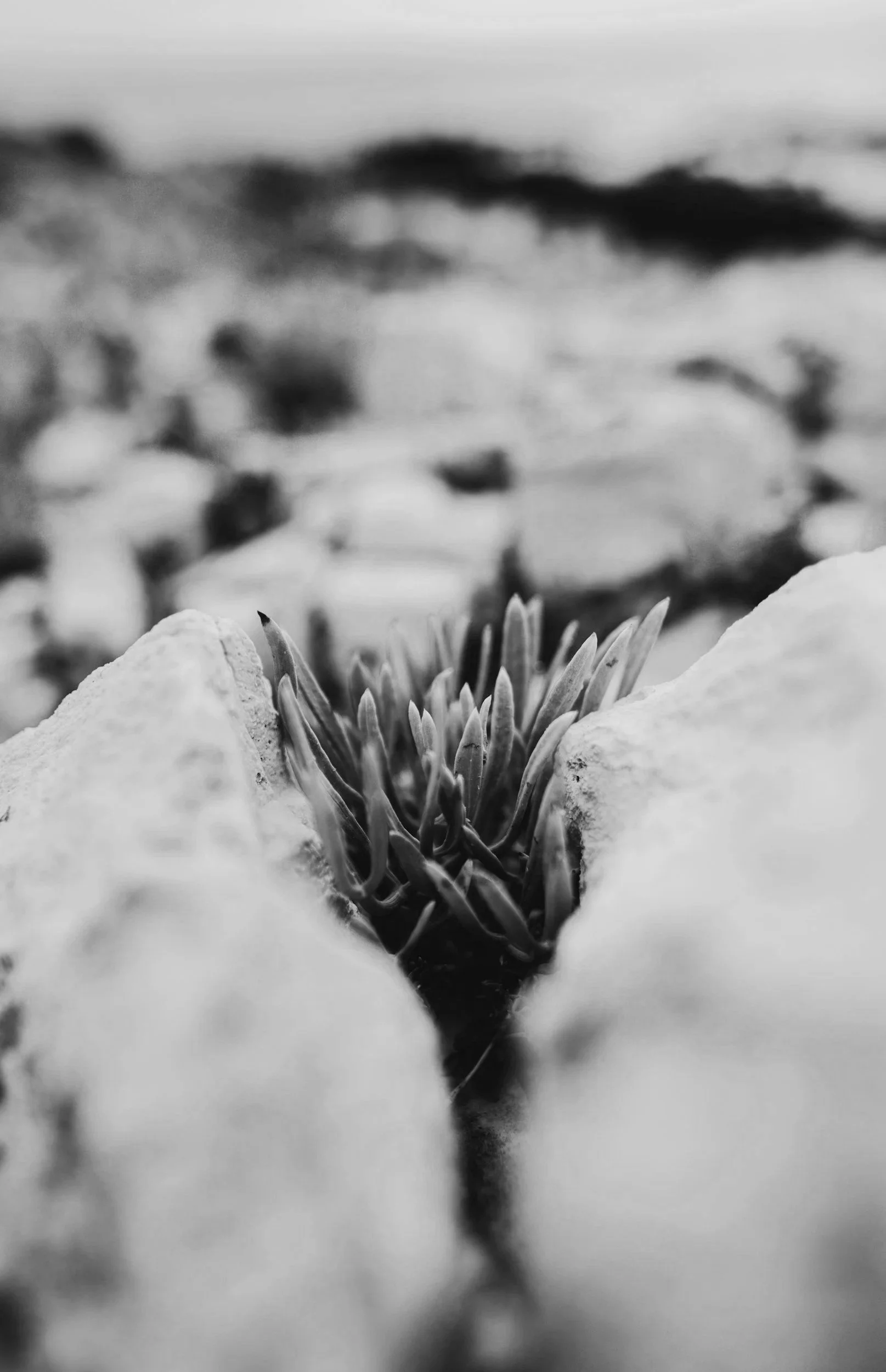 When Growth Starts to Feel Like Too Much: Understanding Overwhelm in Professional, Personal, and Academic Life