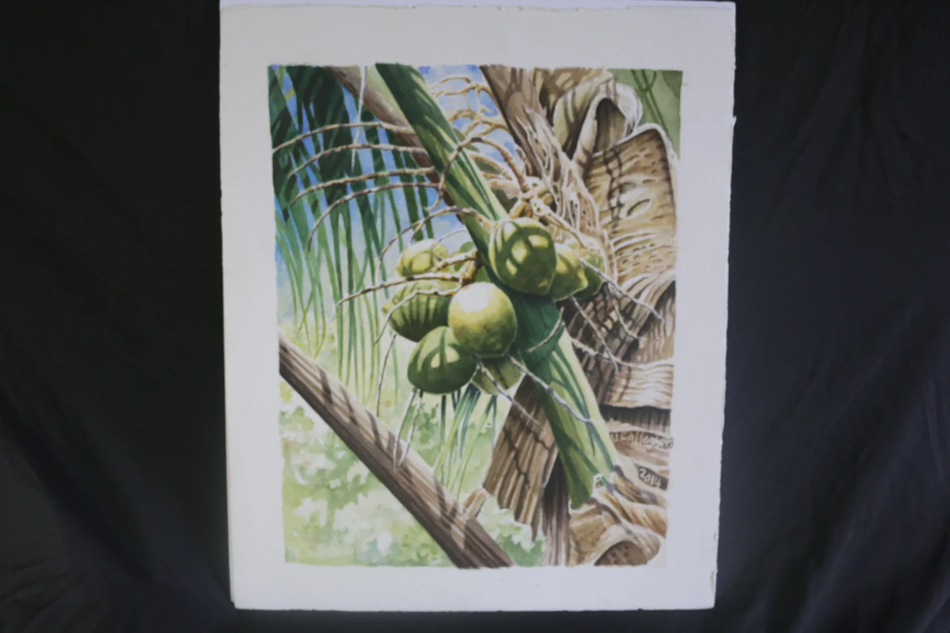 VCACocos In The Sun.JPG