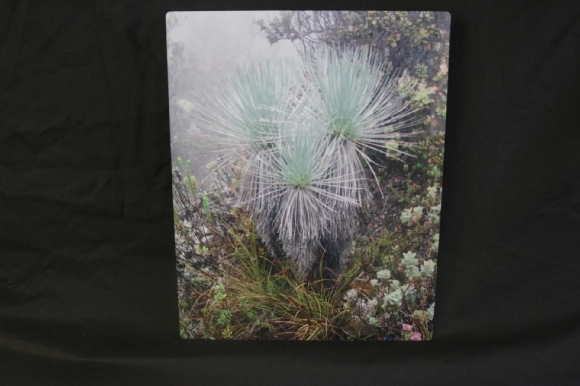 JJ Kau Silversword.JPG