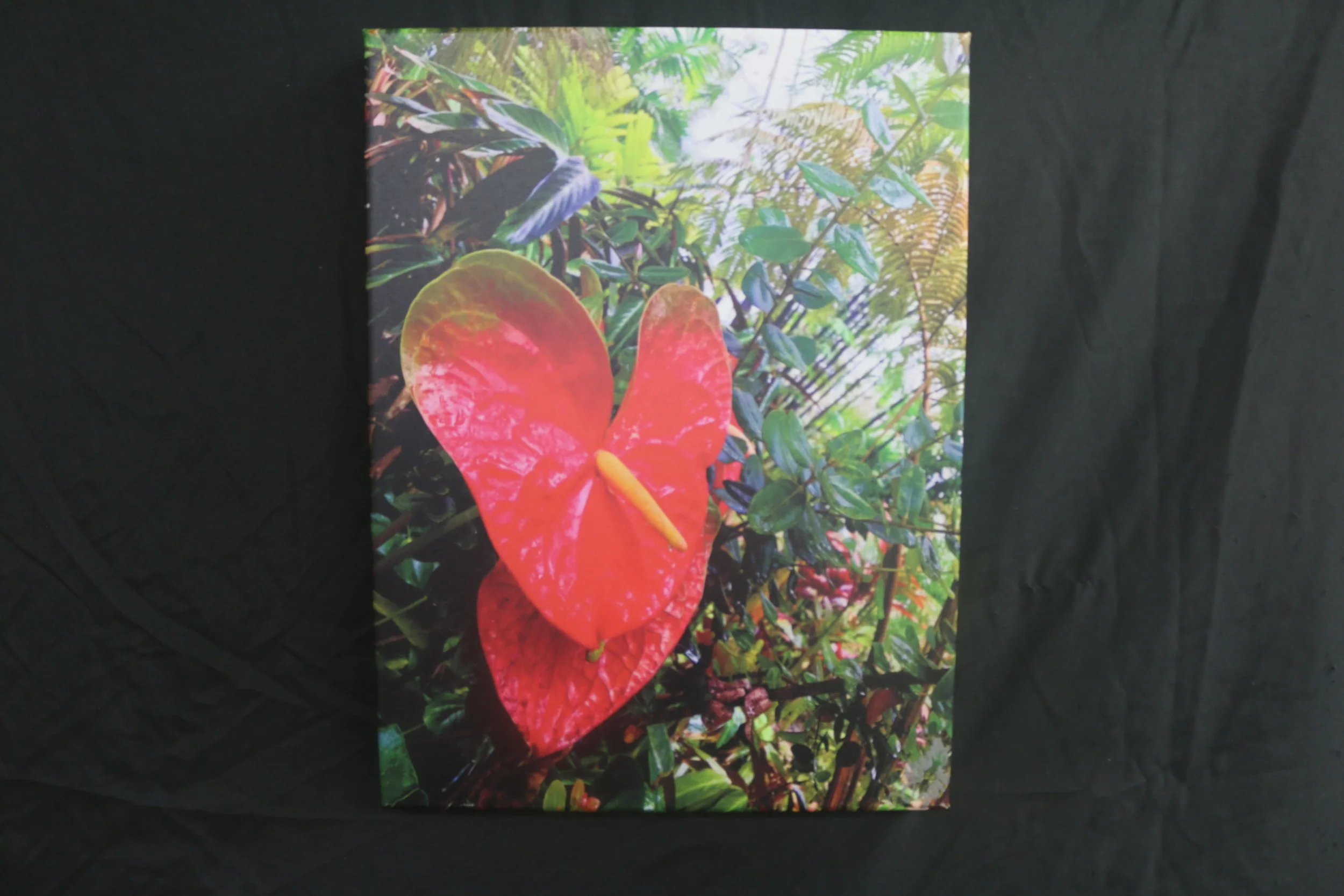 Anthuriums Robin's Valentine Garden