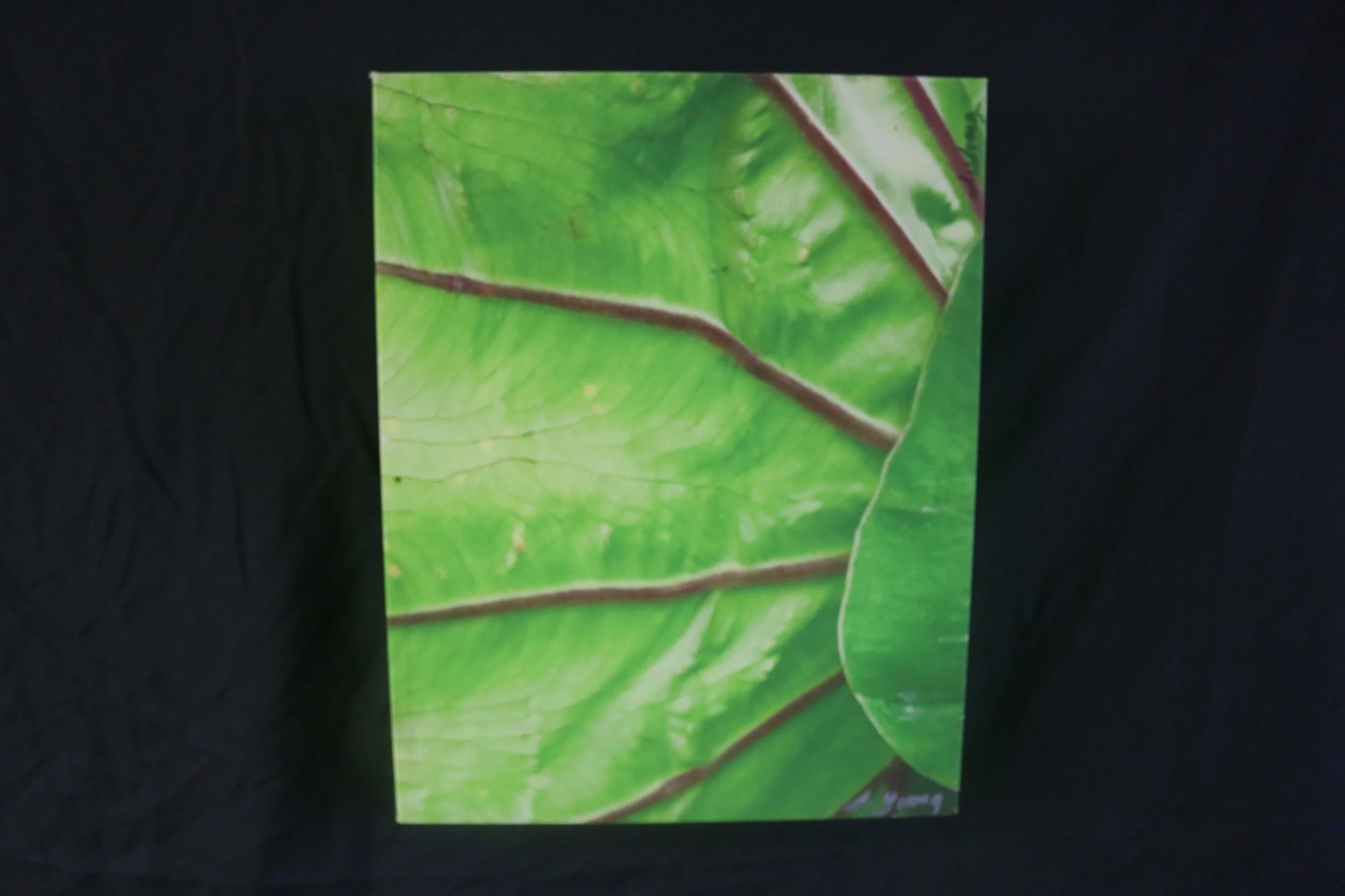 JYTaro Leaf-Other Side2.JPG