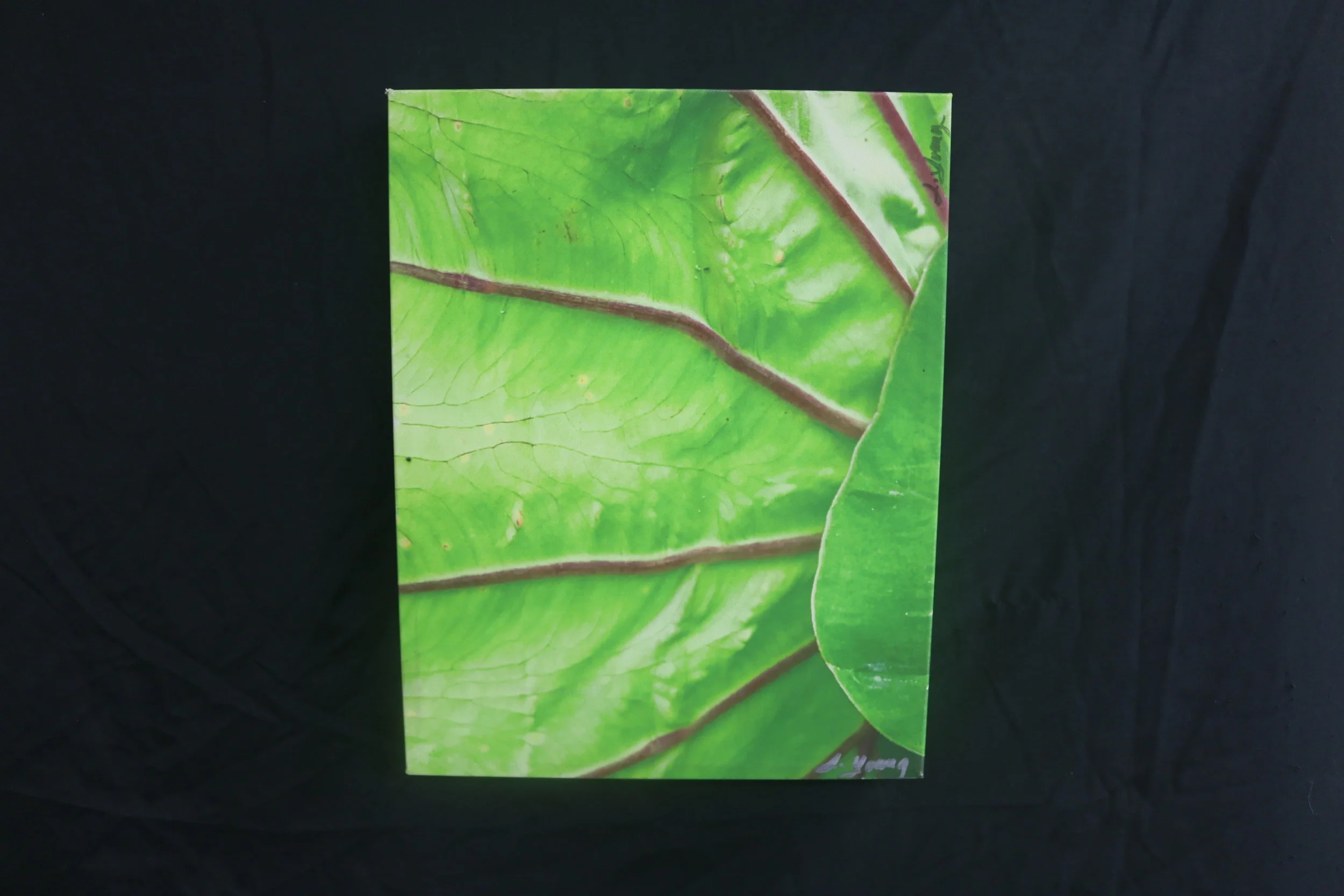 JYTaro Leaf-Other Side1.JPG
