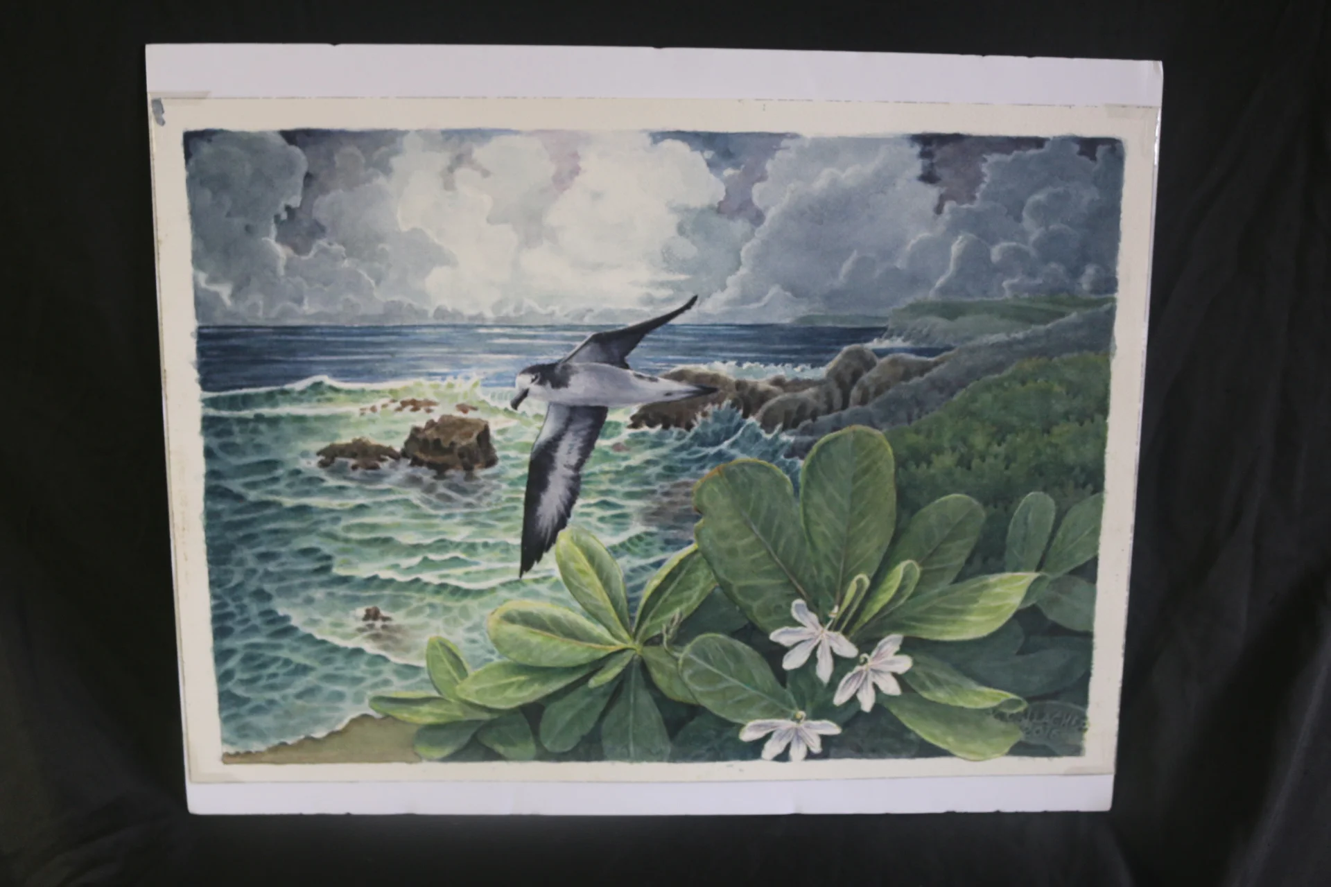 VCHawaiian Petrel.JPG