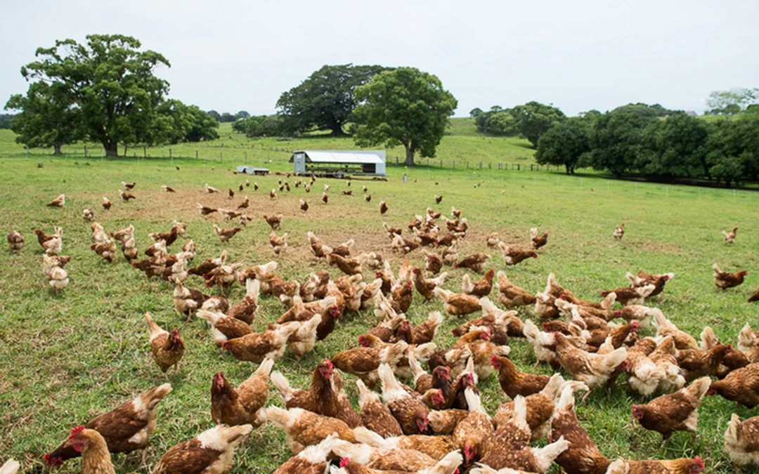 Dining out - The Farm and Three Blue Ducks