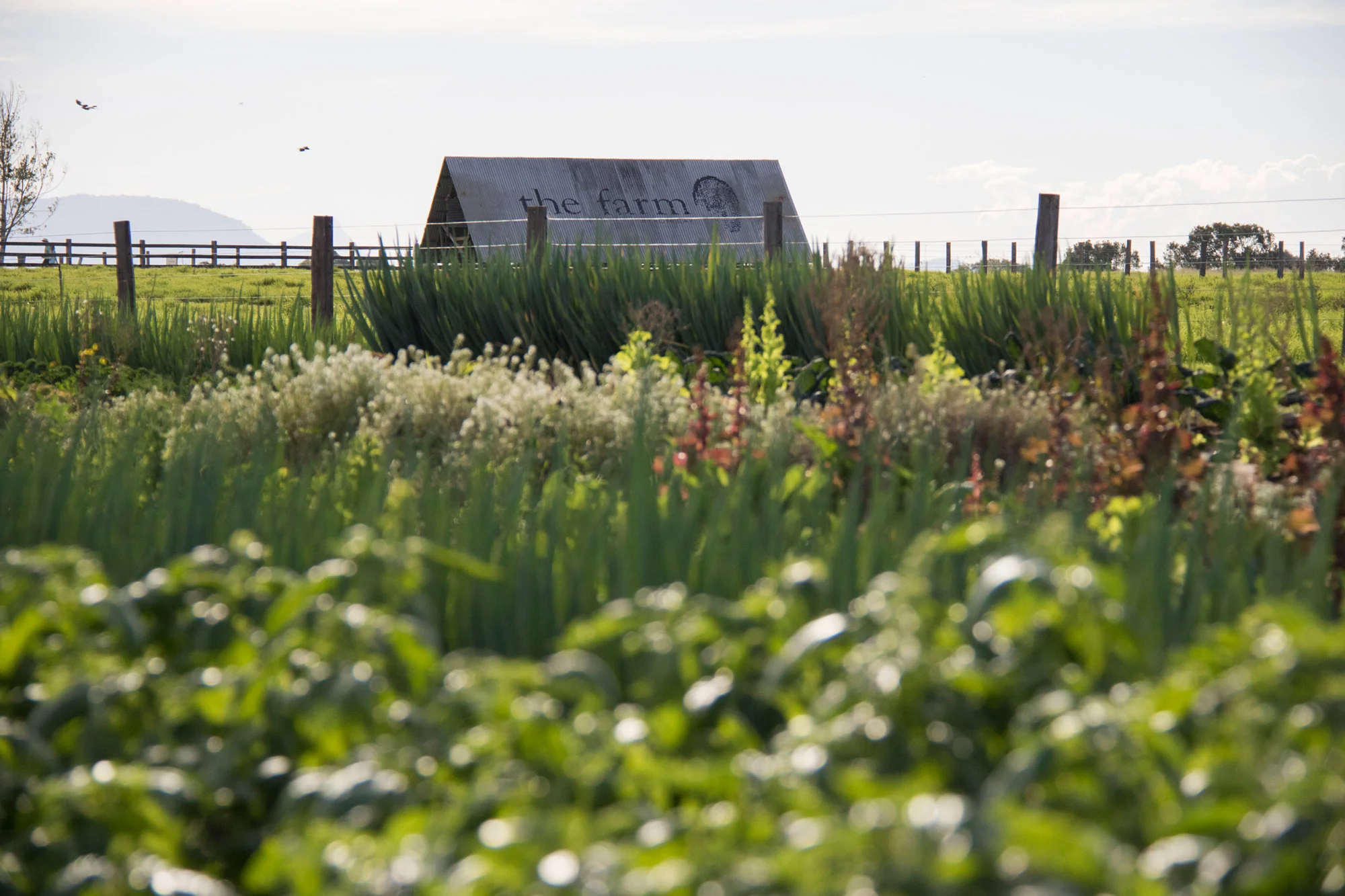 The Farm: Benevolent vegetable empire grows
