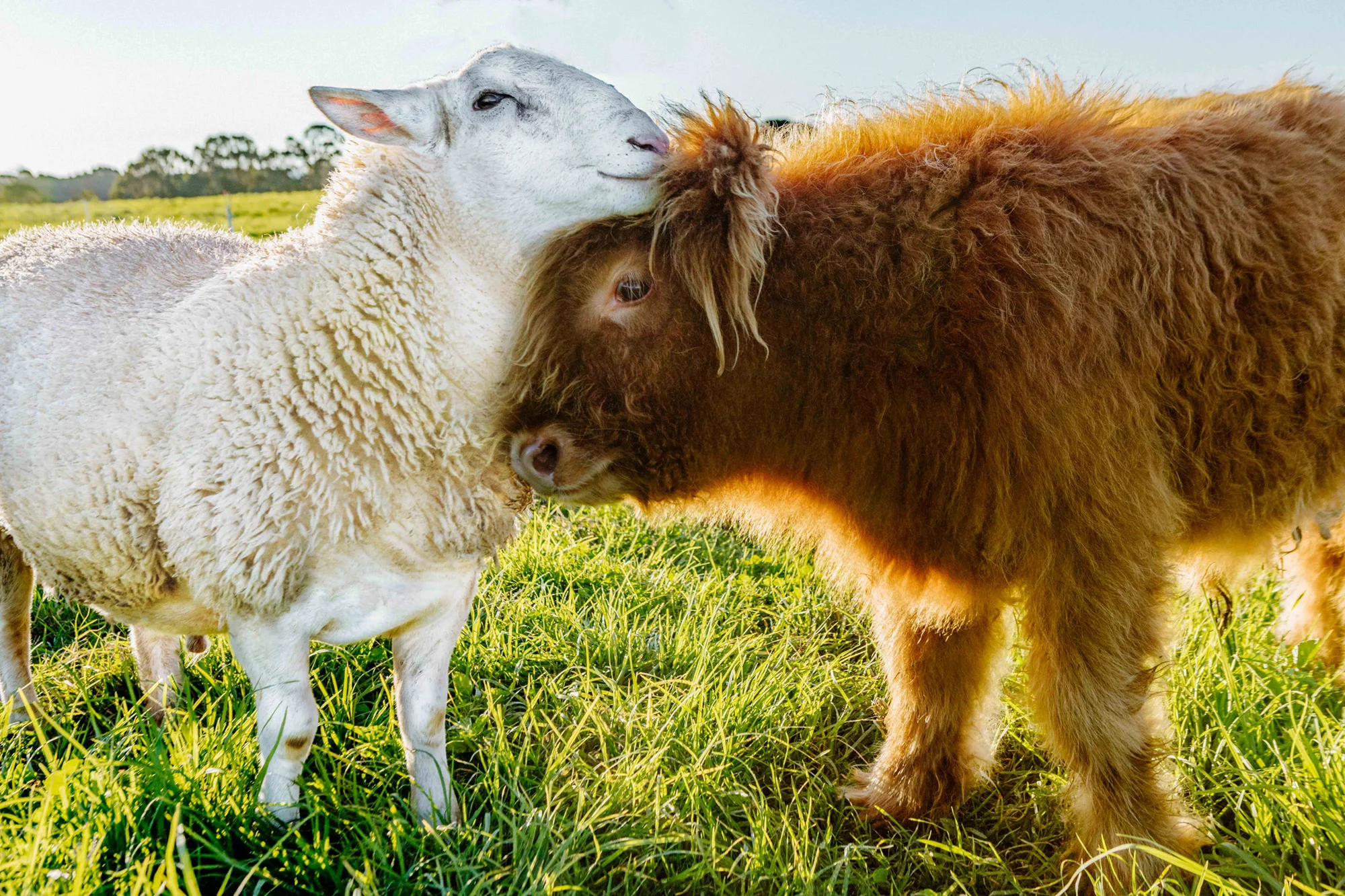 How the cutest calf in the world made friends with a lamb 
