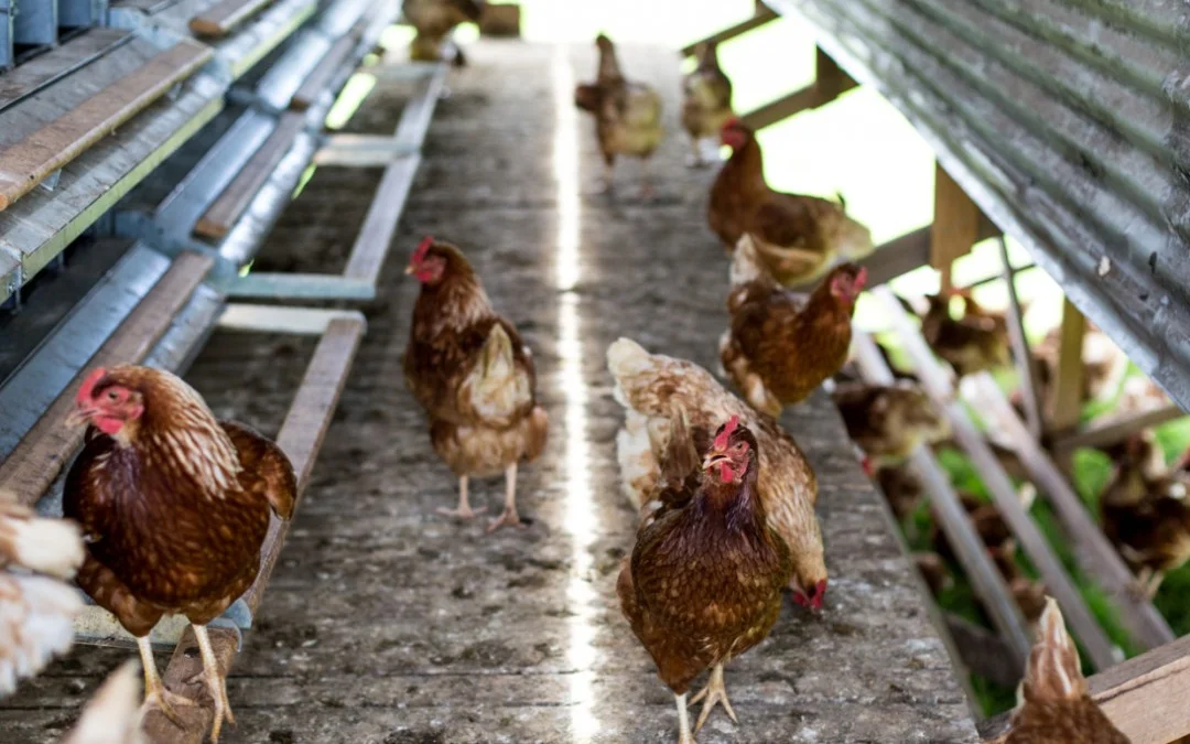 Grow, feed, educate by The Farm at Byron Bay