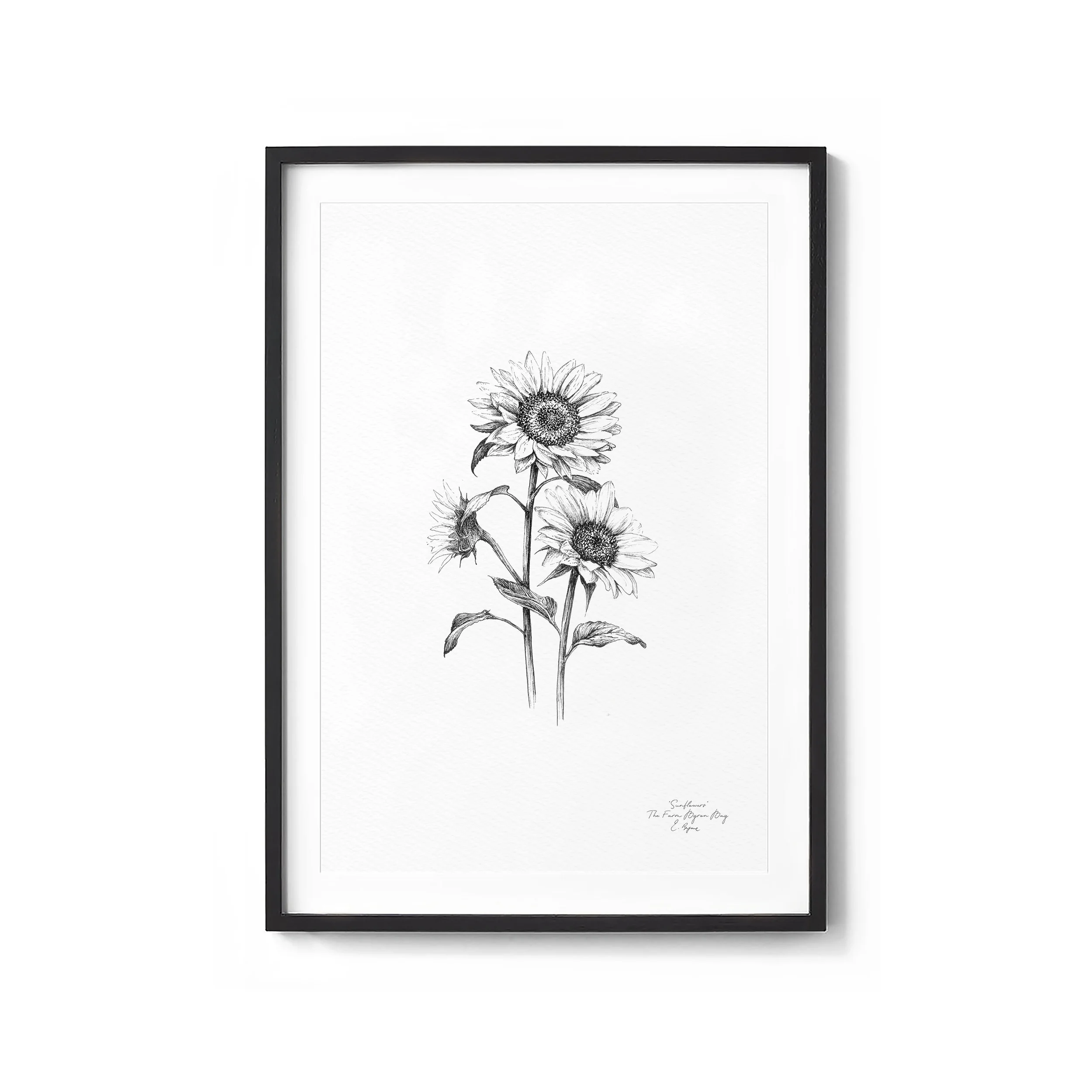 sunflower.jpg