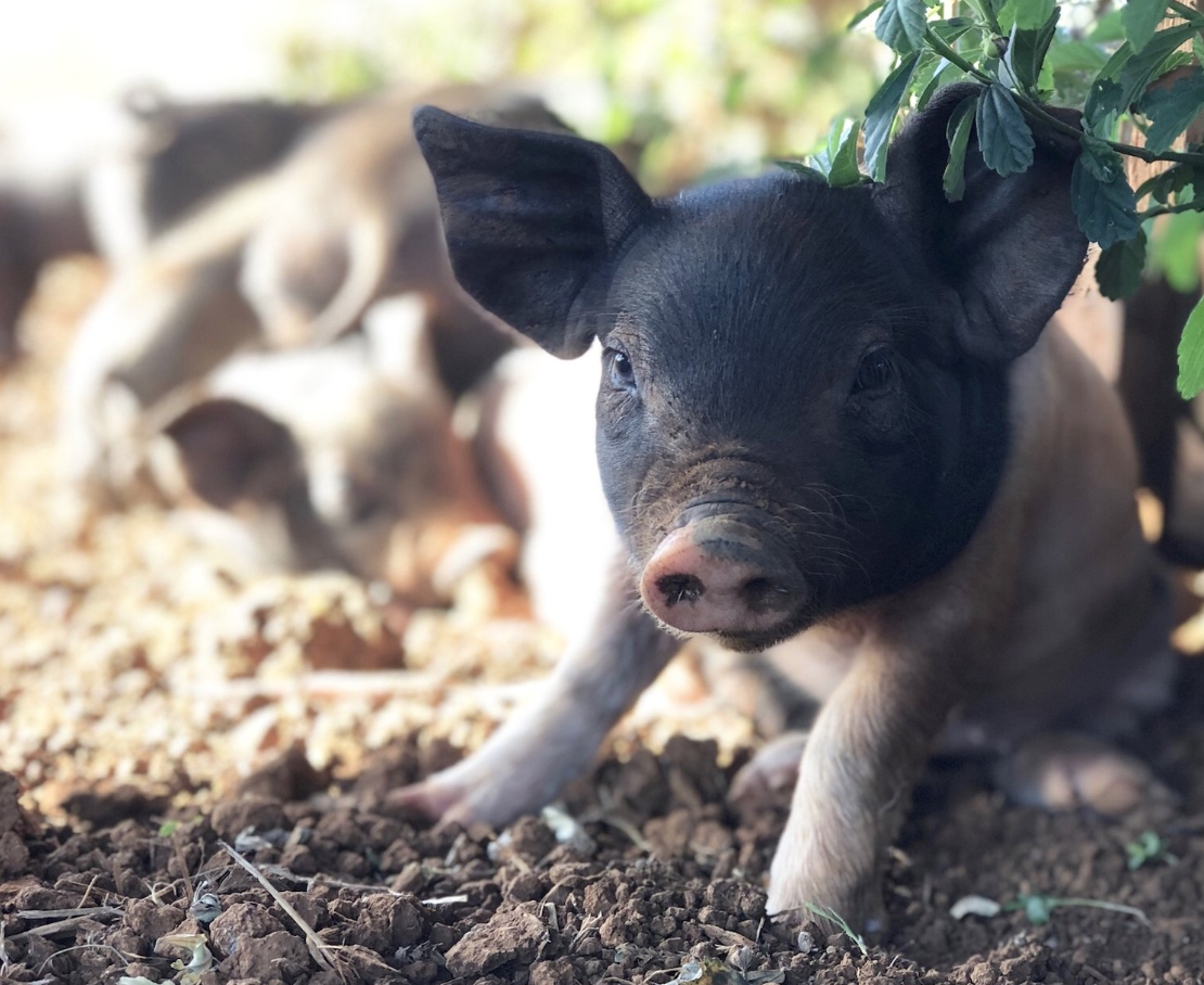 Farm Kids Pigs Workshop